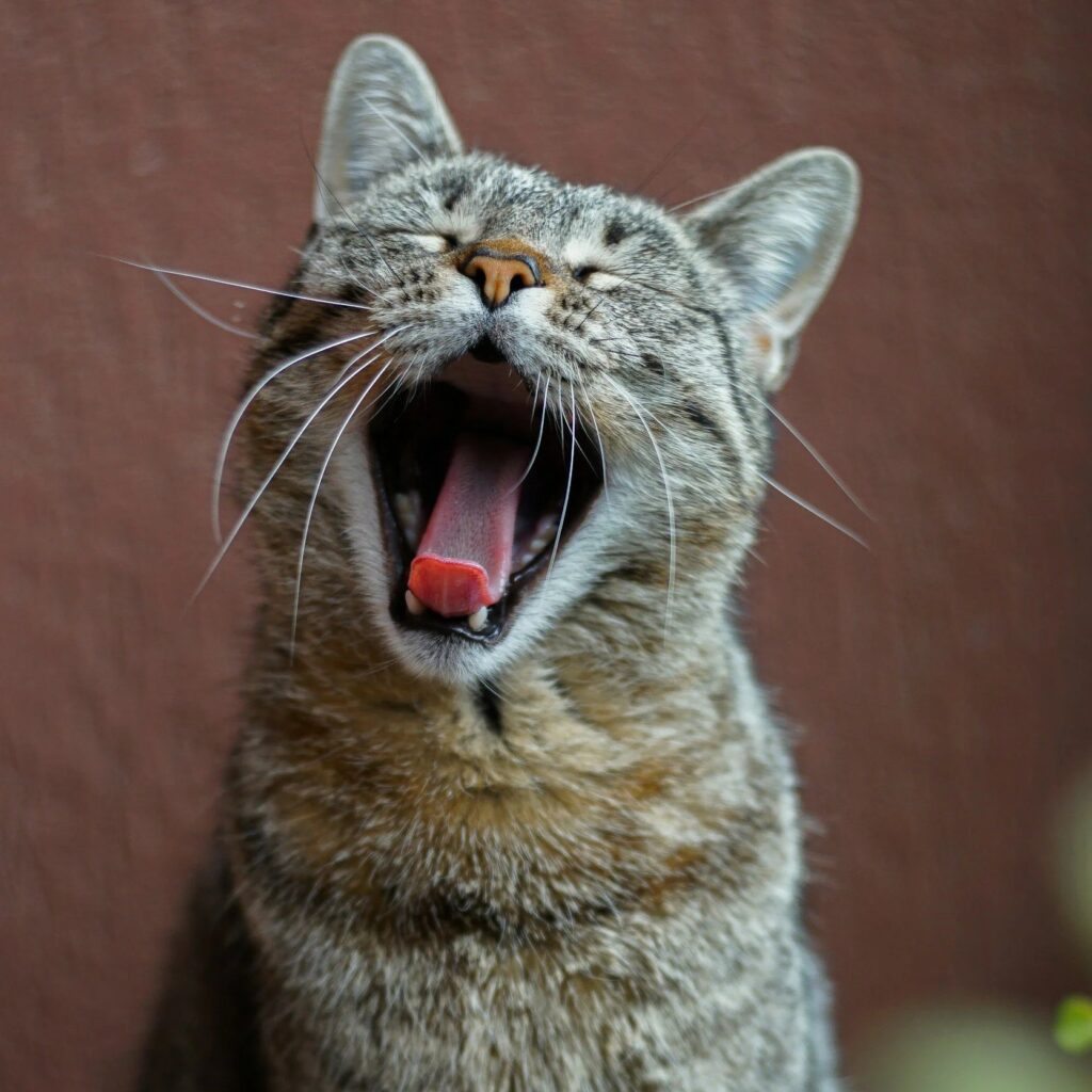 Gray tabby cat yawning with mouth open