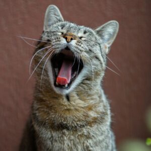 Gray tabby cat yawning with mouth open