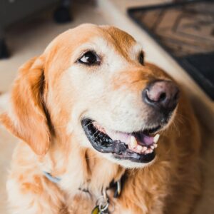 Golden retriever dog smiling in close-up pet portrait