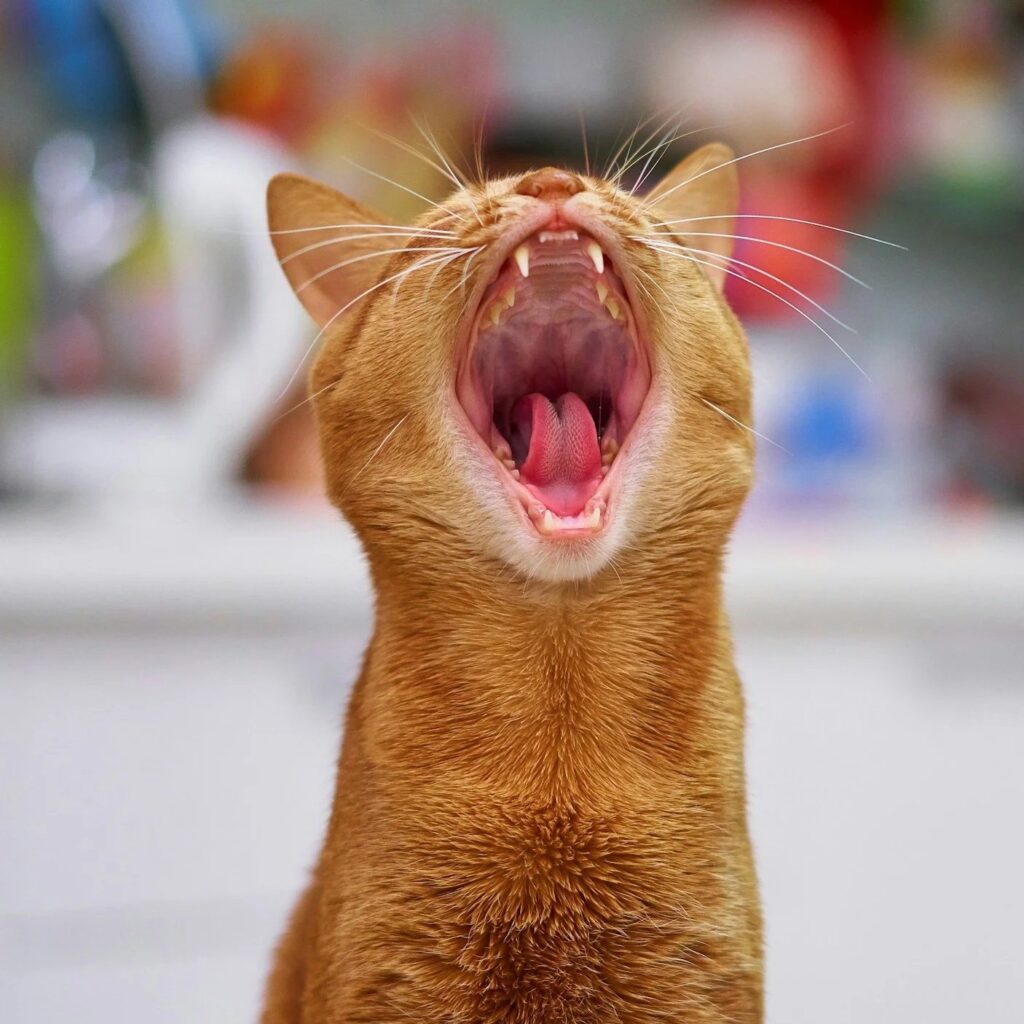 Orange kitten meowing with mouth open