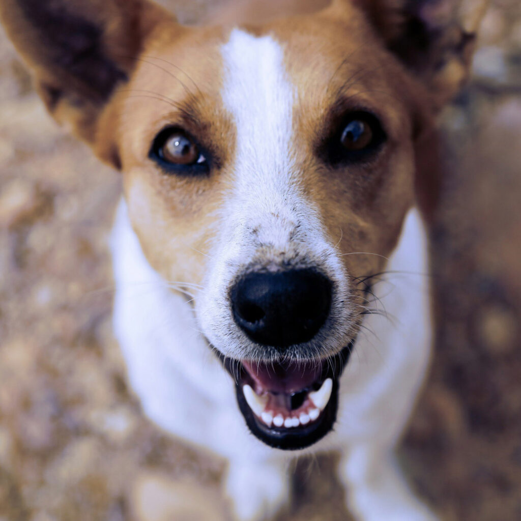 Brown and white dog looking at camera in outdoor portrait