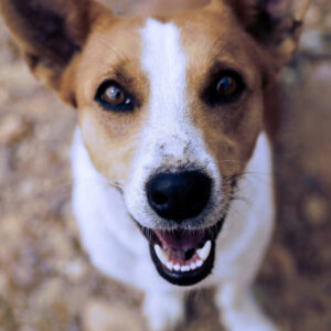 Brown and white dog looking at camera in outdoor portrait