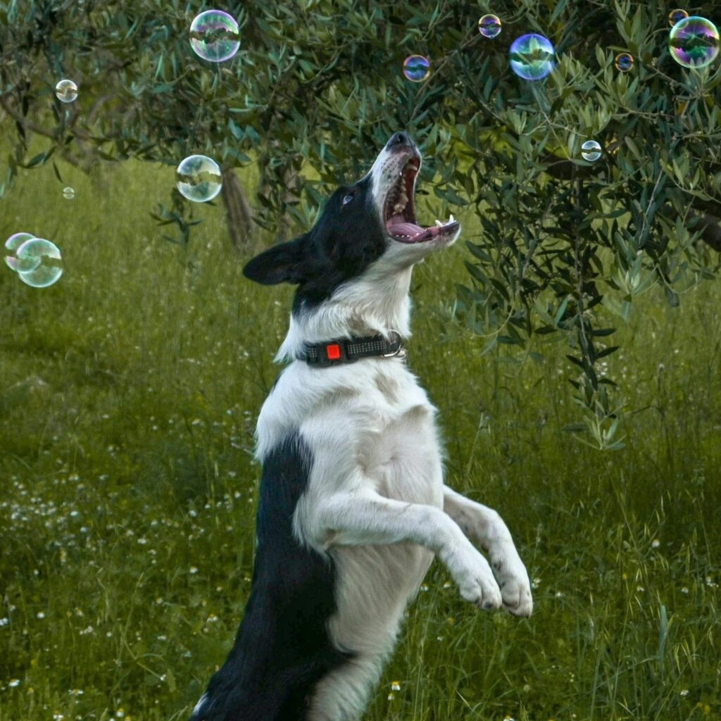 Dog jumping in grassy field outdoors
