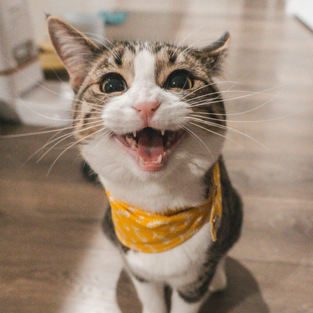 Tabby cat wearing yellow bandana looking at camera