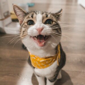 Tabby cat wearing yellow bandana looking at camera