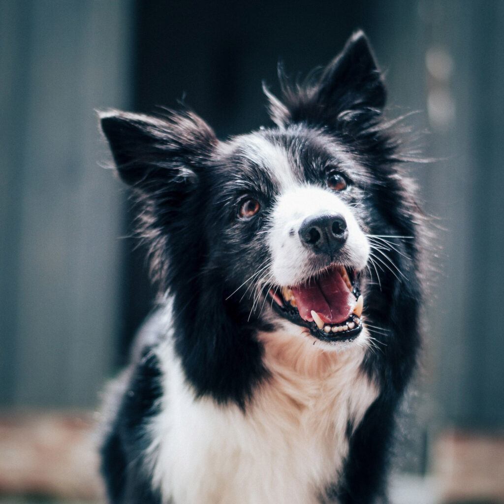 Border collie dog smiling with tongue out in close-up portrait