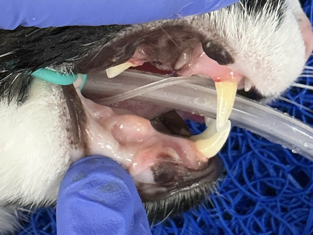 Veterinary dental procedure with tube and instruments placed in dog mouth