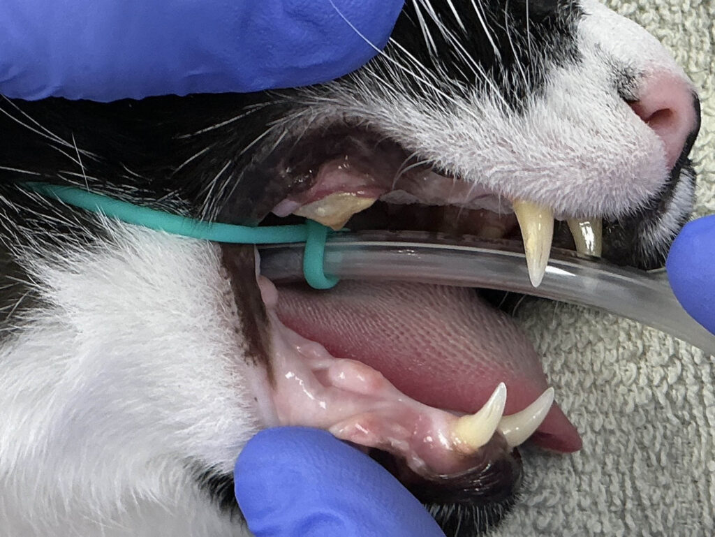Veterinary dentist examining dog teeth and gums during dental treatment