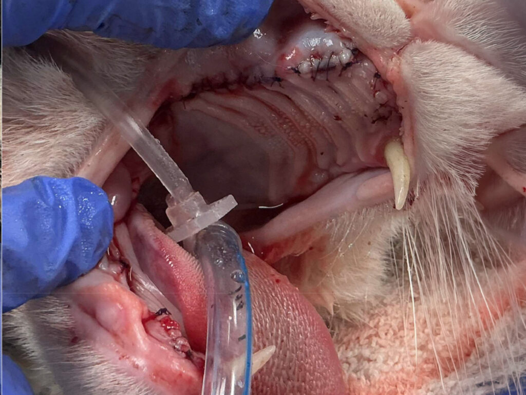 Veterinary dental surgery procedure on dog with medical instruments visible