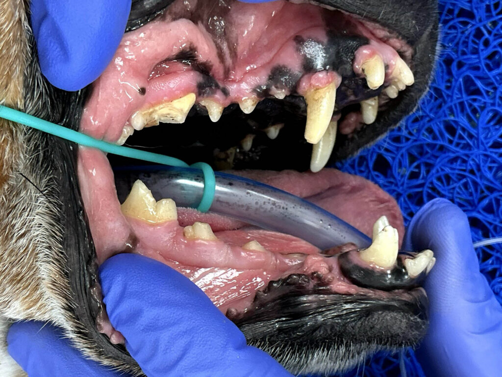 Dog mouth with advanced periodontal disease during veterinary dental surgery