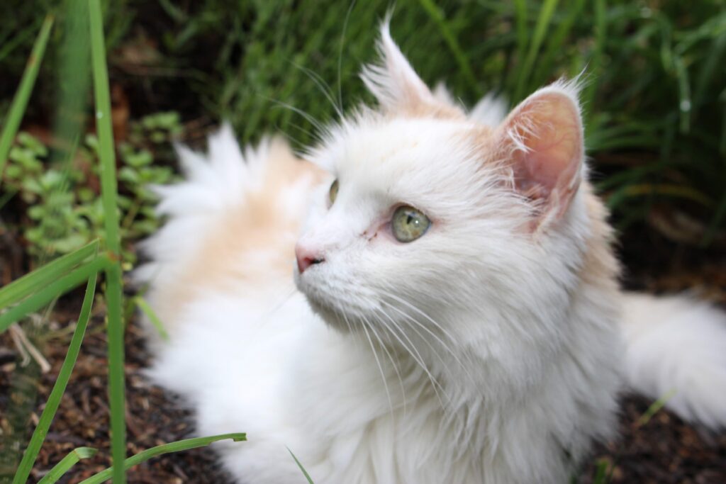 Close-up of a white-and-orange cat with green eyes looking to the side